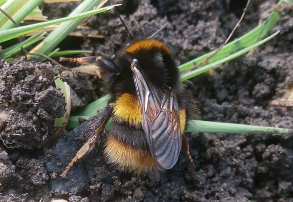 Bombus terrestris queen emerging March (3)