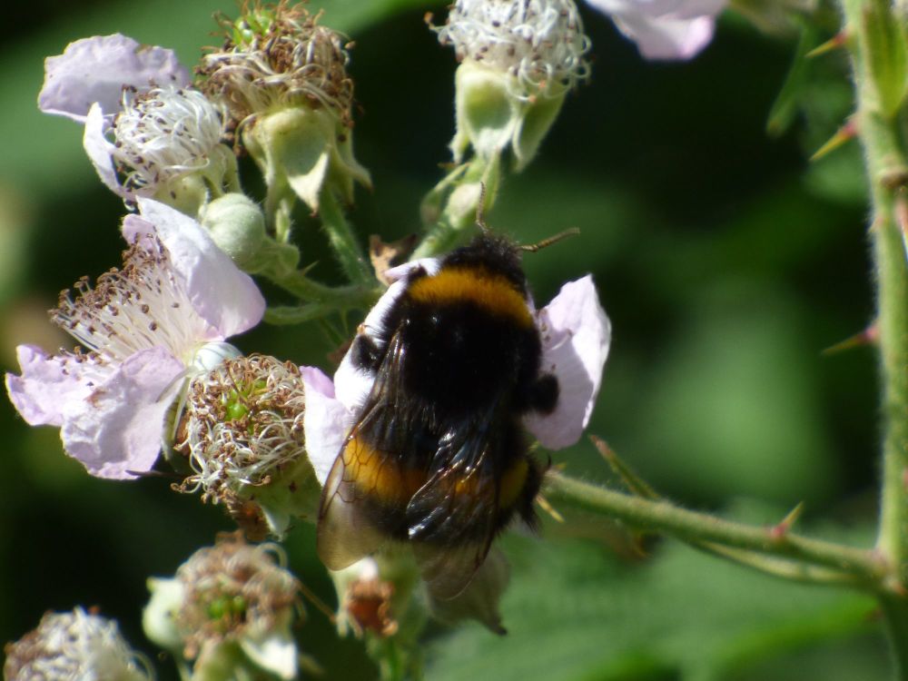 Bombus terrestris queen17 July 17