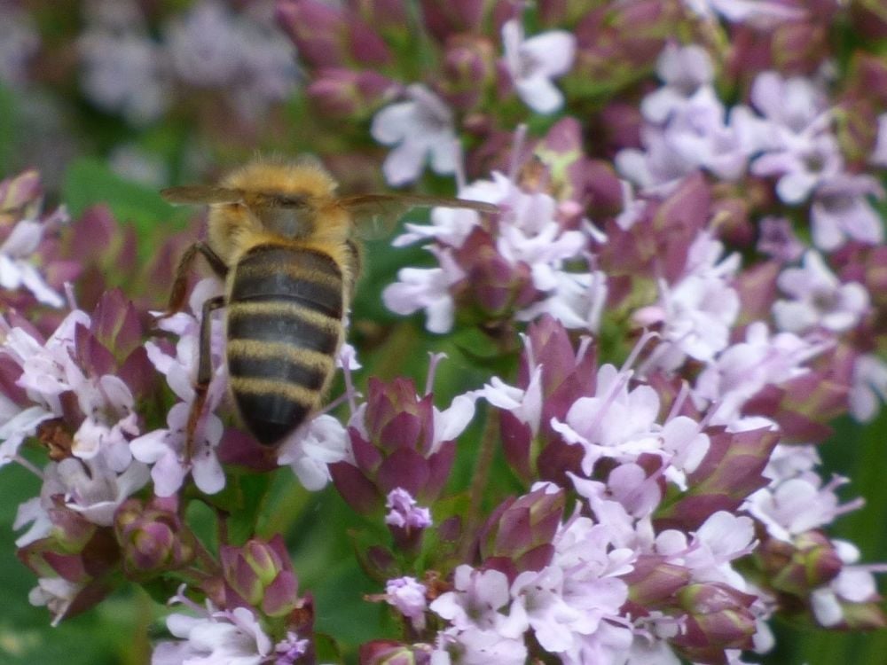 Honey Bee on Marjoram