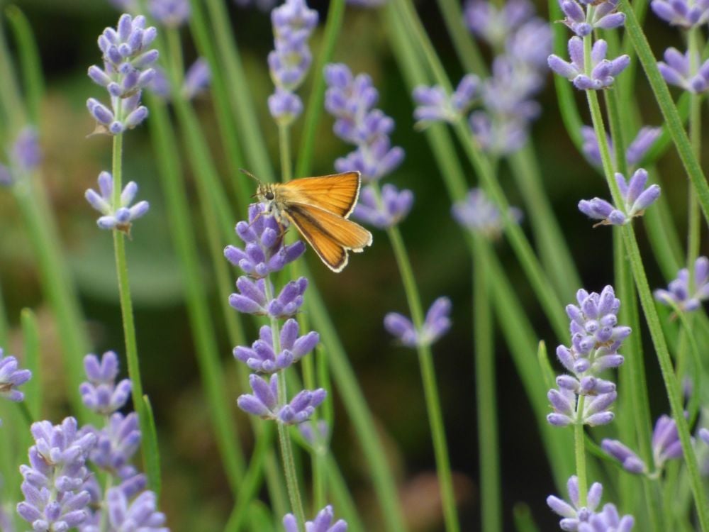 Card skipper on lavender