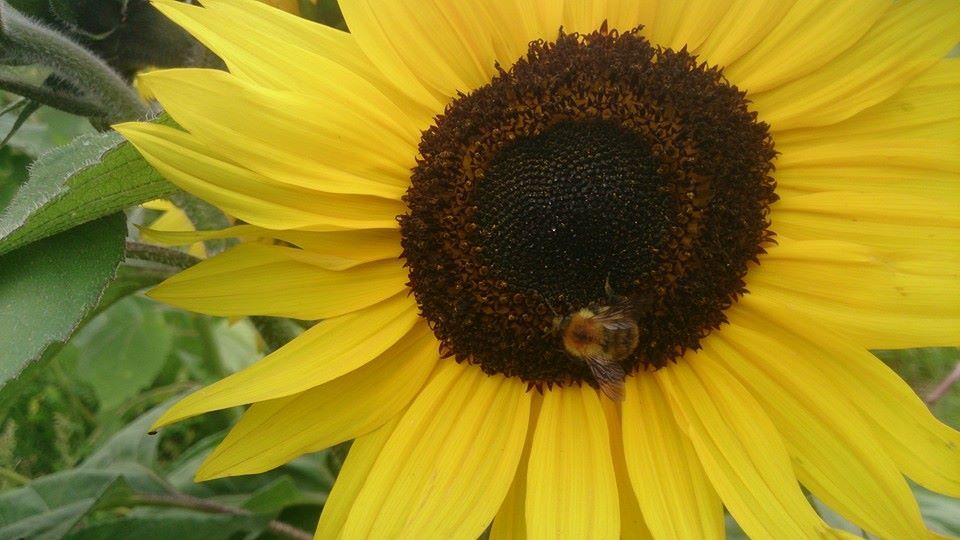 Common carder bee - bombus pascuorum