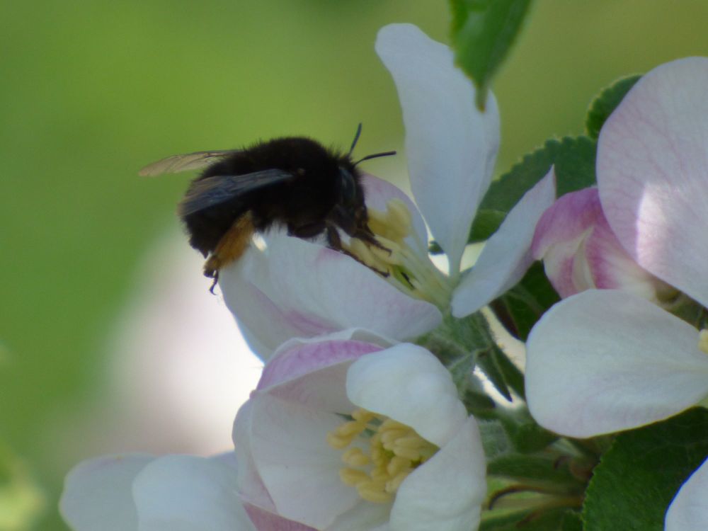 Hairy footed flower bee on apple blossom