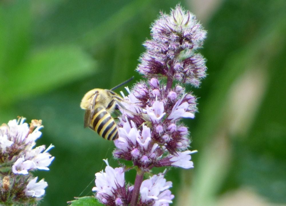 Ivy bee on flowering mint