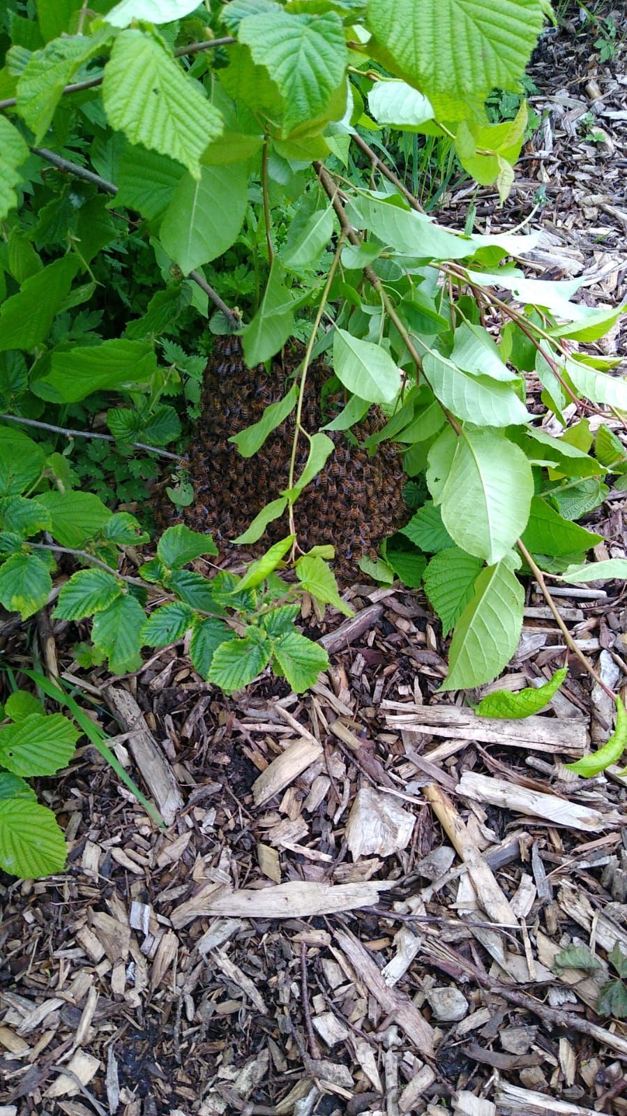 IMG-20210525-WA0000
