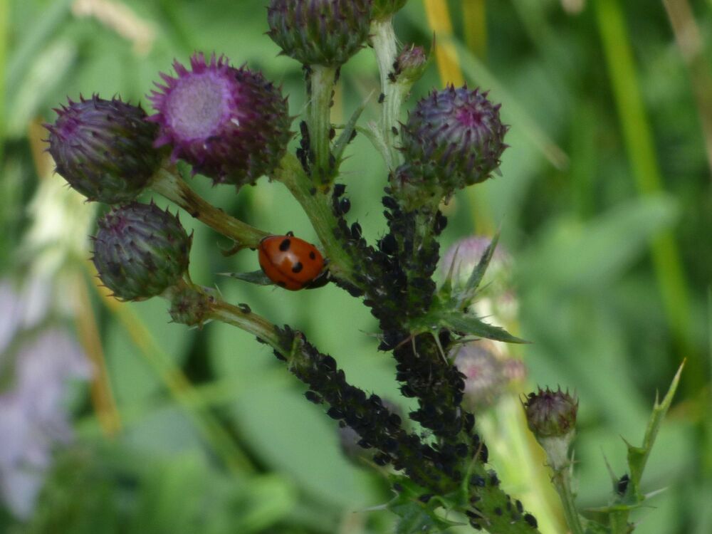 Ladybird &amp; aphids