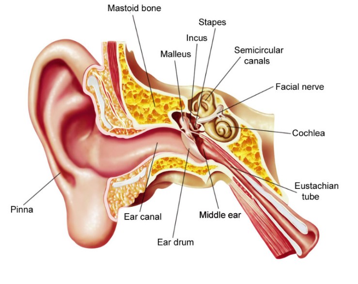 ear diagram labelled with lines