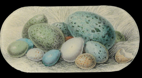 Spring 18: 33 OS-Blue-Eggs_large