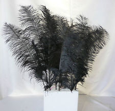 H: Black Feathers m3pPmm2ccKvSY7PbVXi67Dw