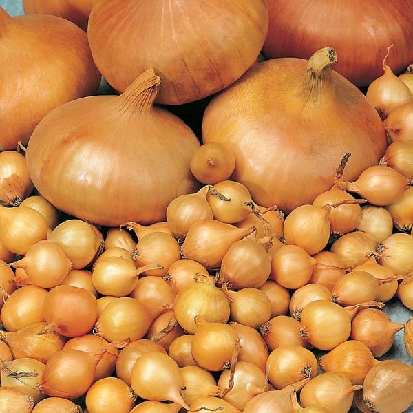 Onion Sets & Shallots