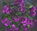 Silk Dew Drop Rose Bush 24 Head Purple #TN10089