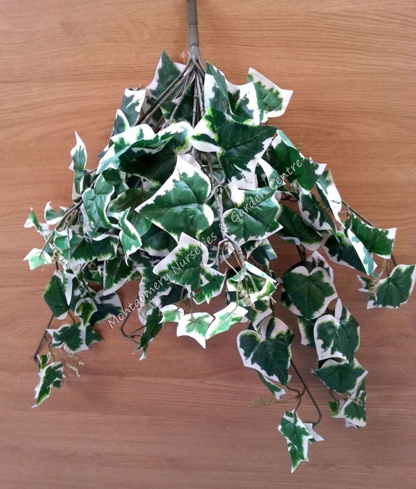 Ivy Trail Variegated 14 Stems #20662