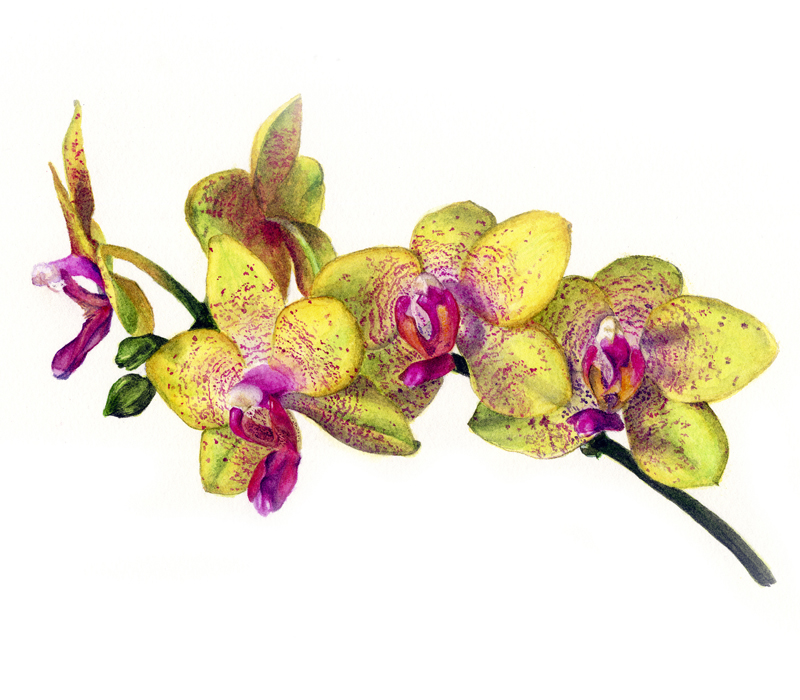 Orchid print greetings card