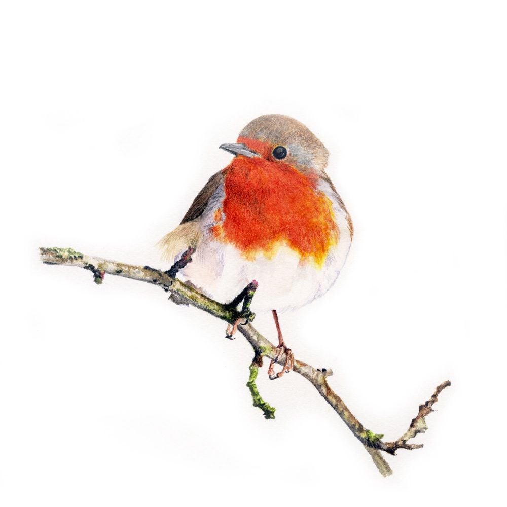 Robin red breast - Limited edition bird print