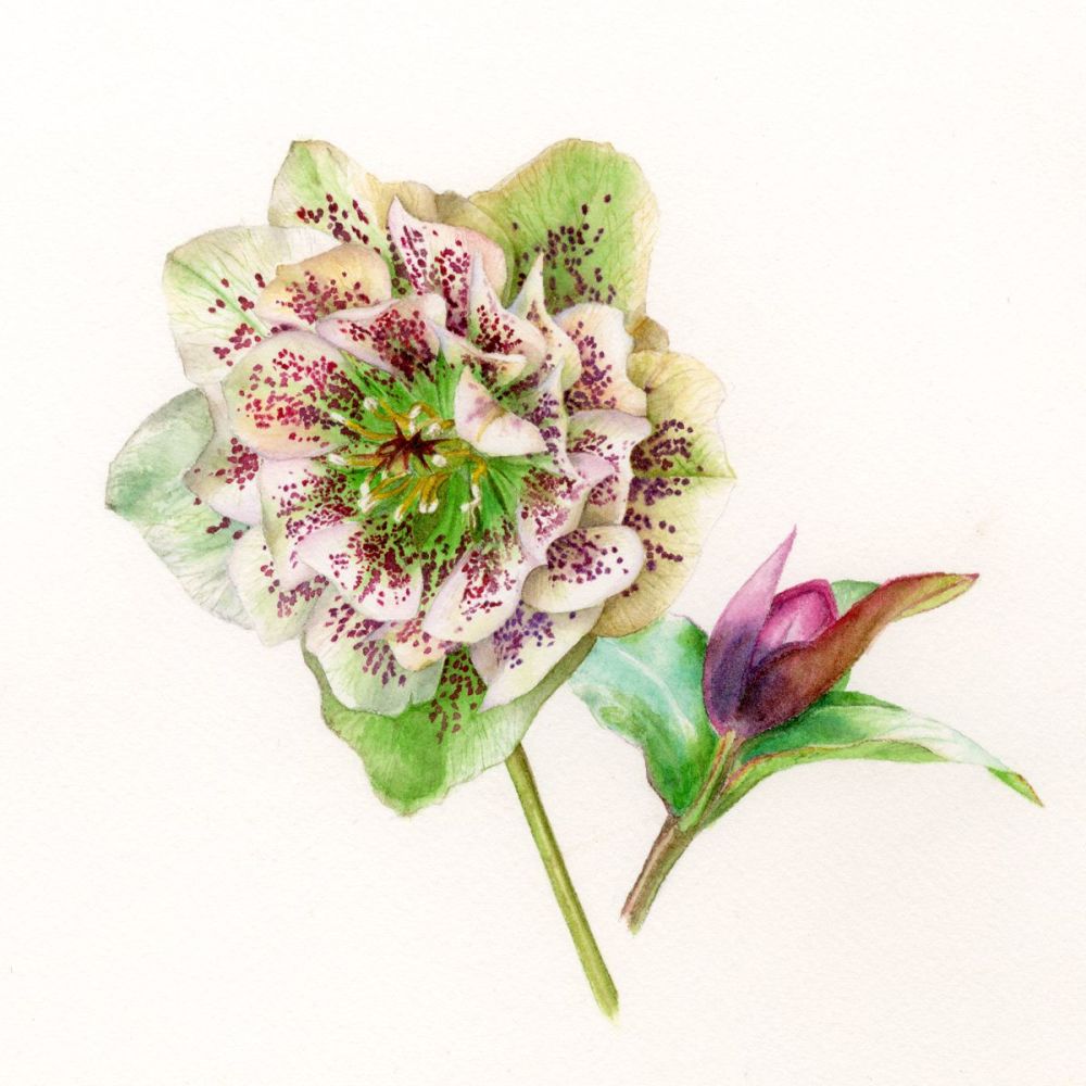 Hellebore and bud - Limited edition print