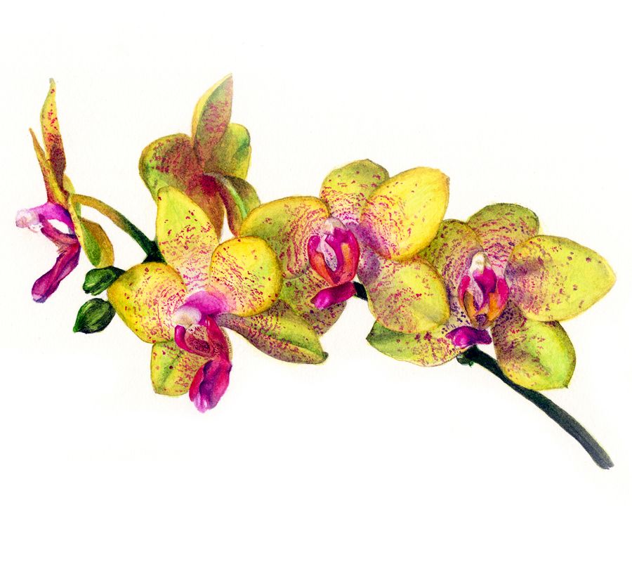 Orchid print - Limited edition botanical print