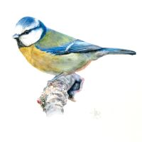 Blue tit- Limited edition bird print