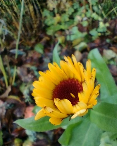 calendula in Winter