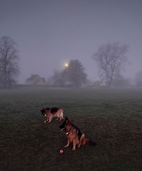 mist and pups Dec 2021-crop