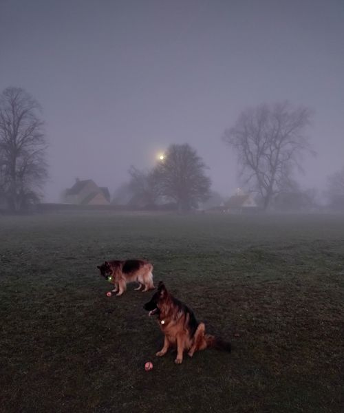 The season of dark dog walks under full moons