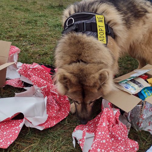 Bear-rescue dog