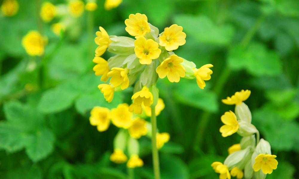 cowslip flower