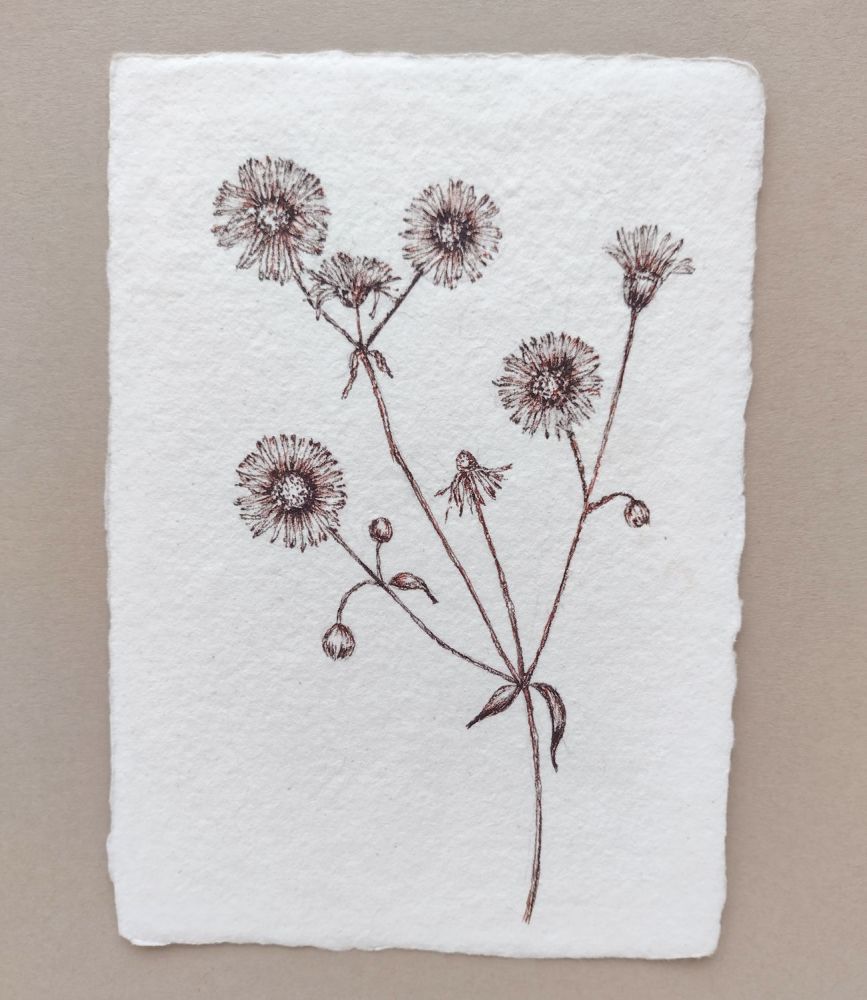 Fleabane - orginal artwotk on handmade paper
