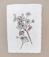 Hawthorn blossom - orginal artwork on handmade paper