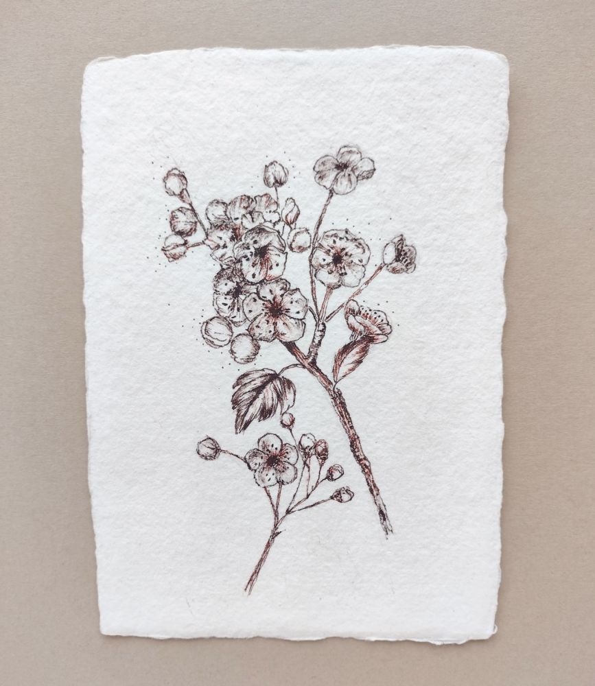 Hawthorn blossom - orginal artwotk on handmade paper