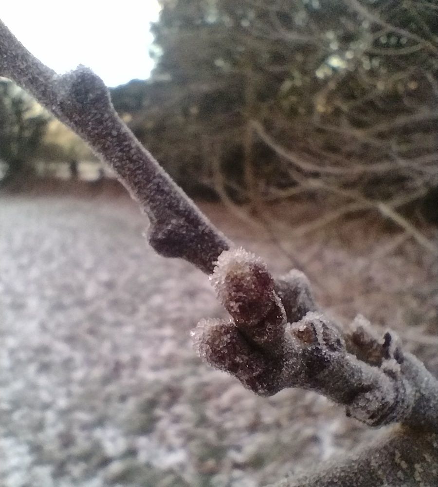 frosty-branch
