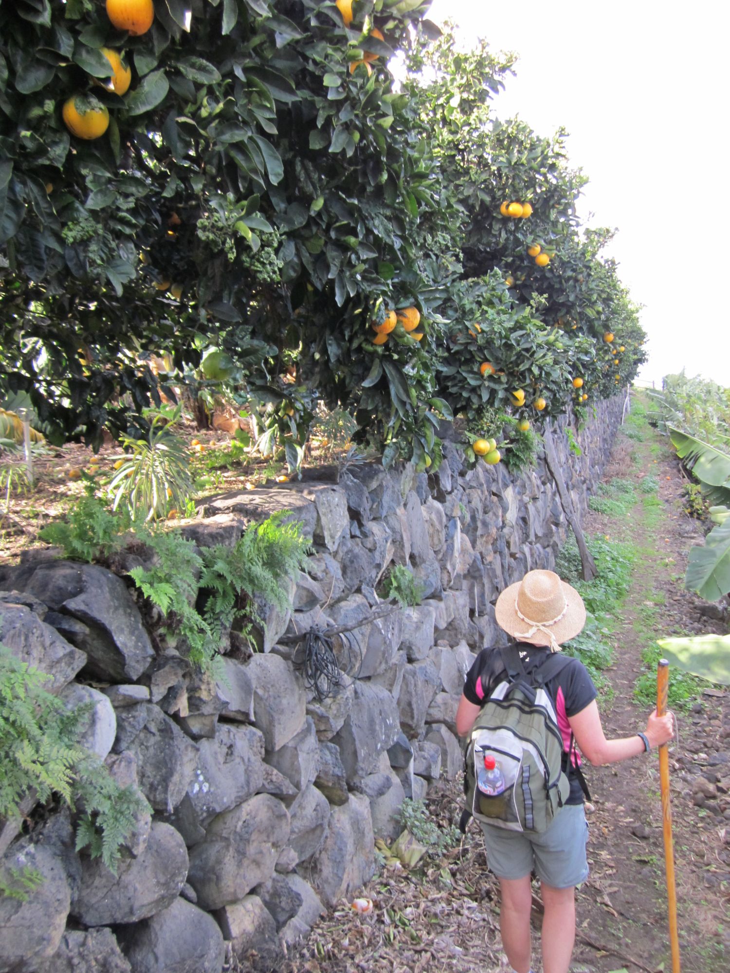 Walking and Trekking on La Palma