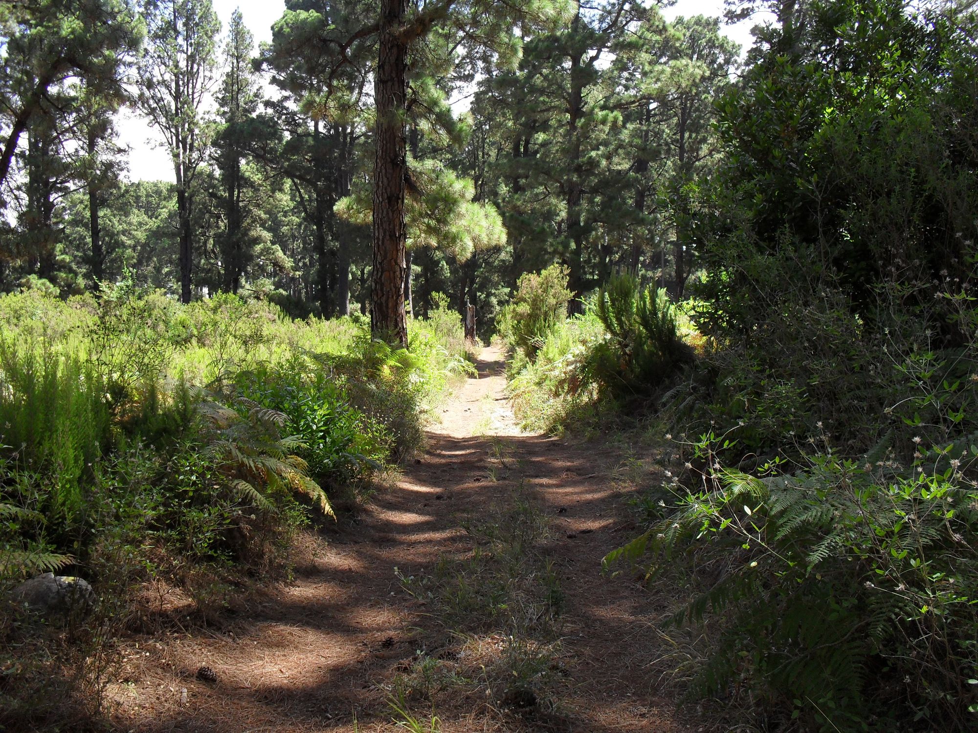 Walks through the pine forest La Palma