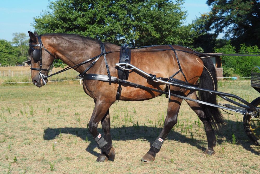 Zilco Carriage Driving Harness Blinkers and Cheeks 