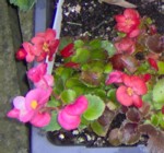 im000192 begonias 150