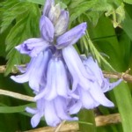 p1010817 bluebell 150