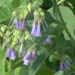 im000045 comfrey blue 150