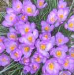 im000894 lilac crocus 150