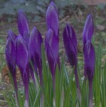 im000972 purple crocus 150