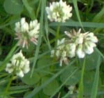 im000329 white clover 150