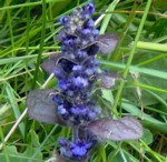 ajuga im000609