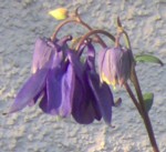 aquilegia im000688