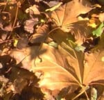 autumn leaves im000790