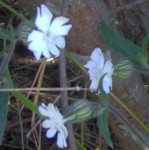 bladder campion im000406