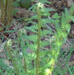 bracken fern im000967