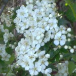 bramble im000984