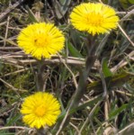 coltsfoot im000095