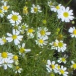 im000649 chamomile