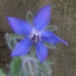 borage im000650