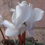 im000875 cyclamen