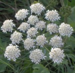 cow parsnip im000341