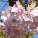 pink flowering cherry cr